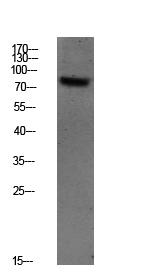 A0091SEC