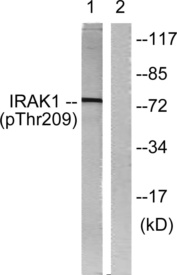 TM4SF1 Antibody (C10517) Assay Biotech Inc.